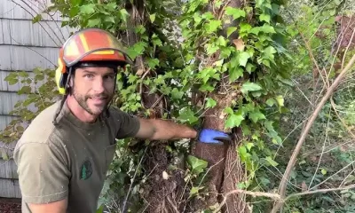 Vine Removal Services