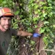 Vine Removal Services