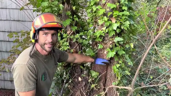 Vine Removal Services