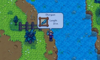 How to catch sturgeon stardew valley