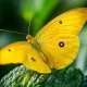 Yellow butterfly meaning