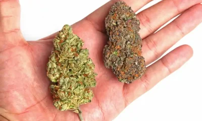 New Weed Strains