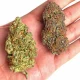 New Weed Strains