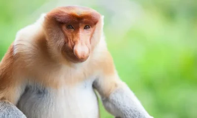 Monkey Puns